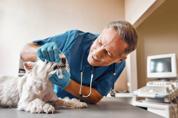Best Emergency Wisdom Tooth Extraction in Orlinda, TN
